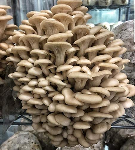 Pearl Oyster Mushrooms