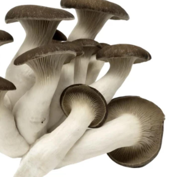 Black King Oyster Mushroom