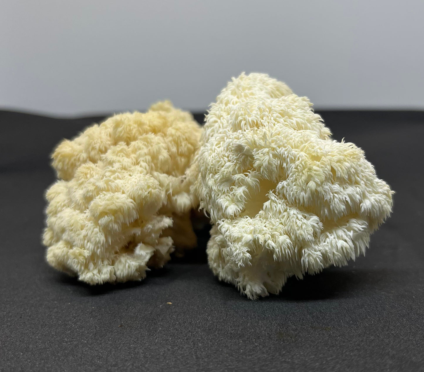 Bear's Head Mushroom