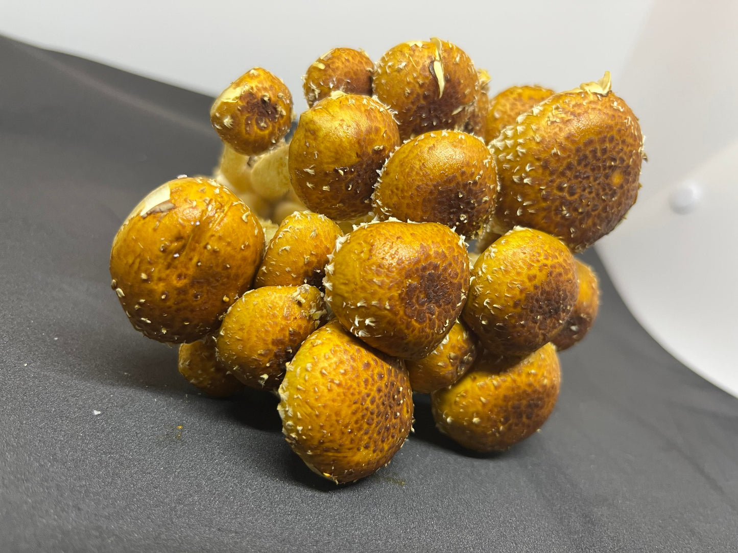 Chestnut Mushroom