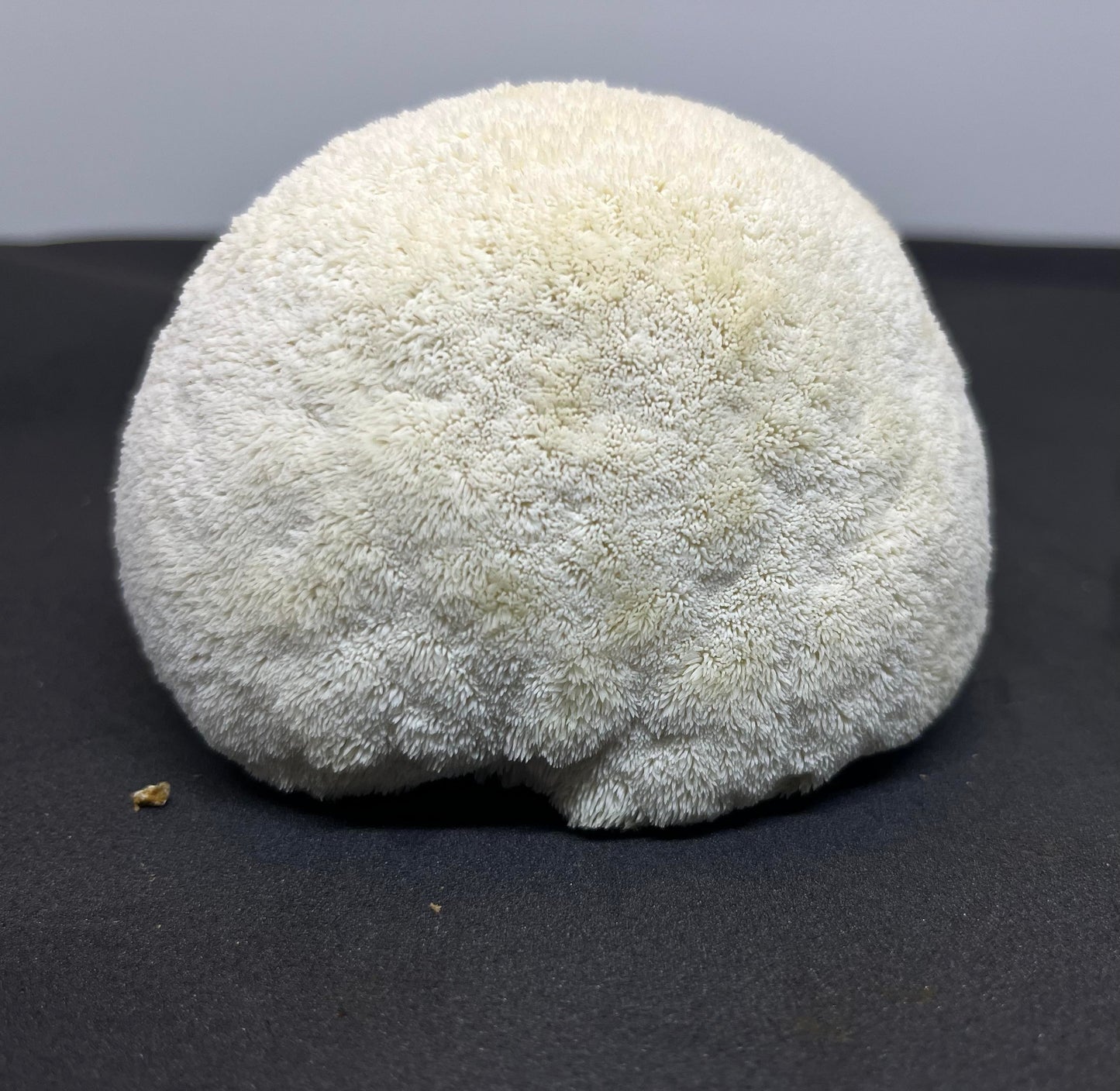 Lionsmane Mushroom