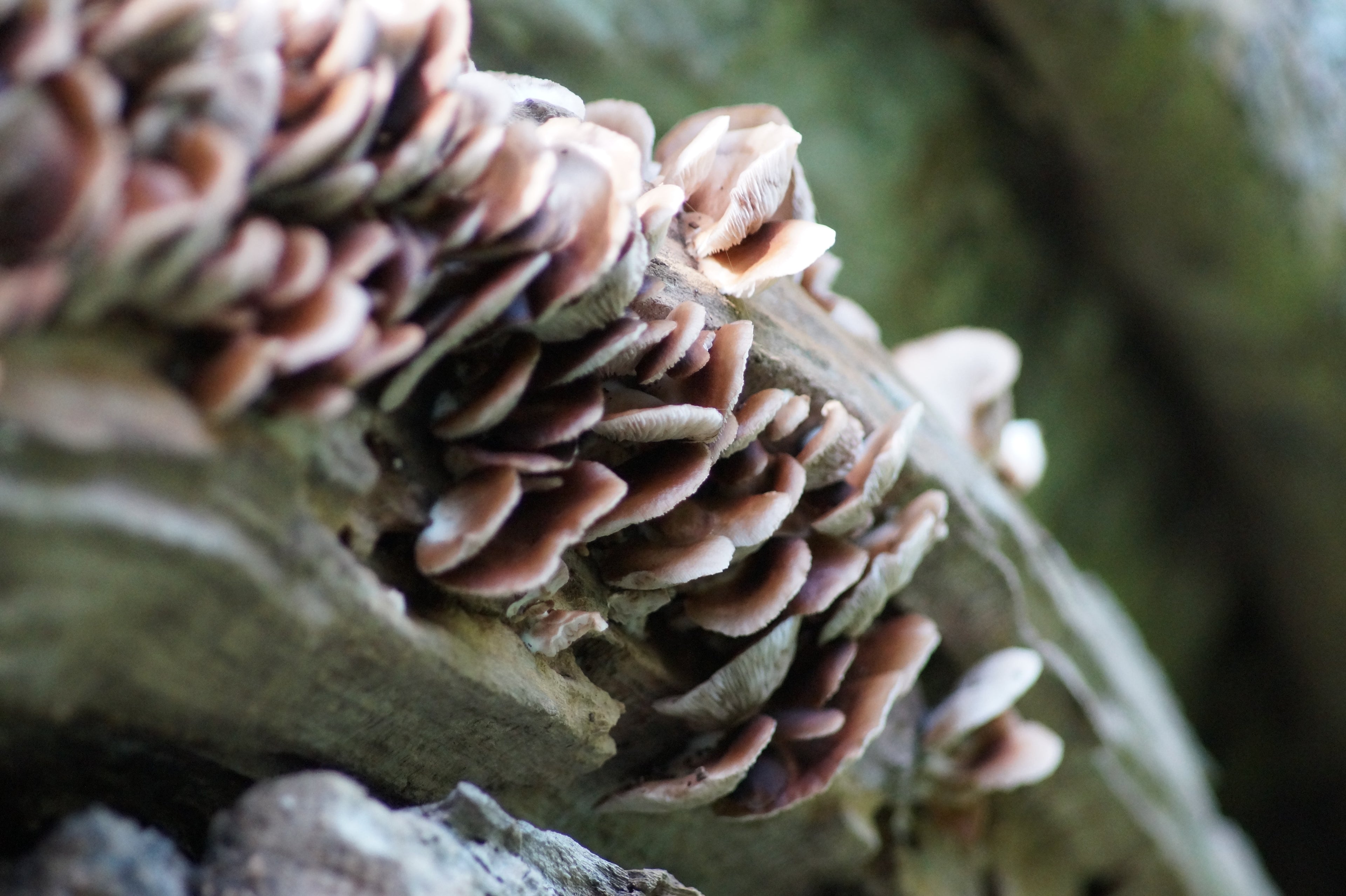 Pennsylvania Fungi Check List via iNaturalist