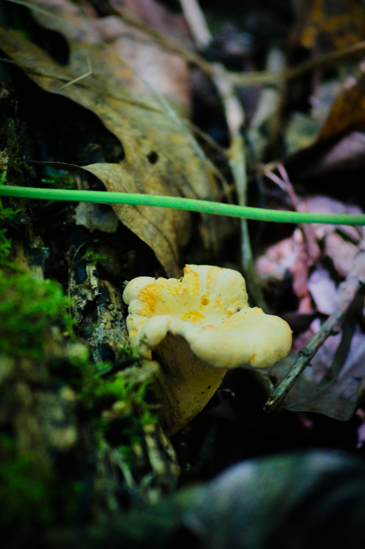 Culinary Mushrooms