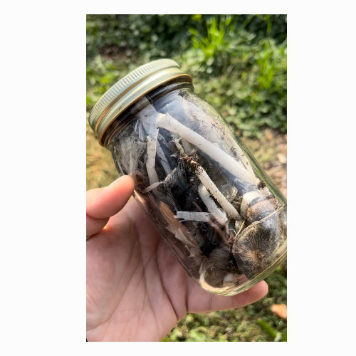 Coprinopsis spp. Ink