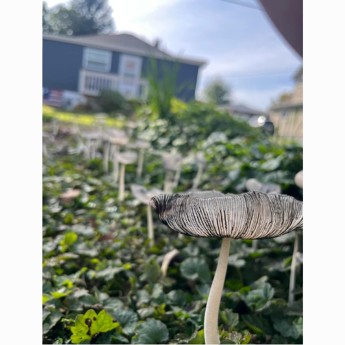 Coprinopsis spp. Ink
