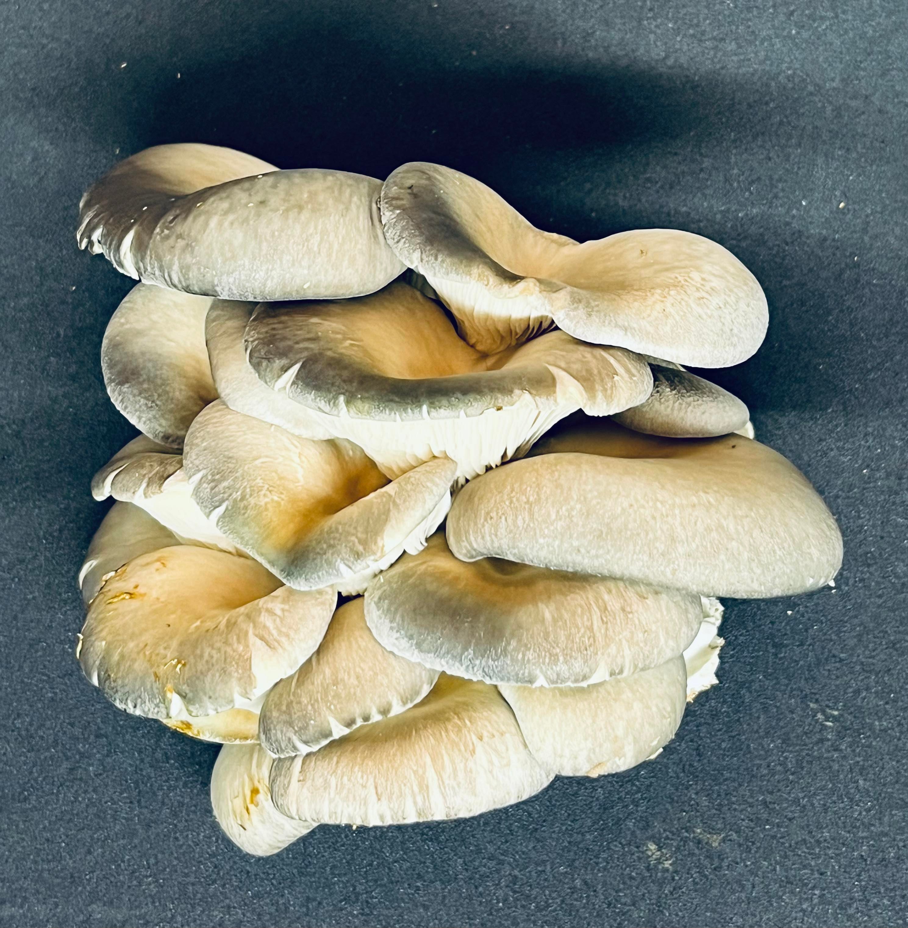 Blue Oyster Mushroom