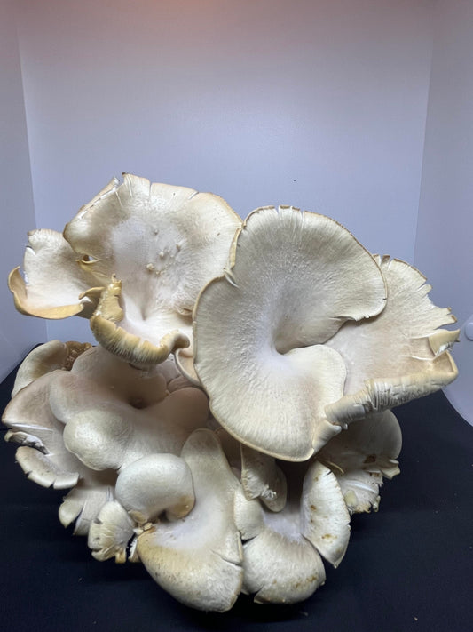 Maple Arch Mushroom