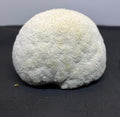 Lionsmane Mushroom